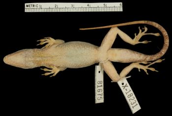 Media type: image;   Herpetology R-81675 Aspect: ventral